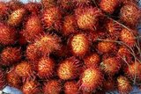 The rambutan (Nephelium lappaceum) is a medium-sized tropical tree in the family Sapindaceae. The fruit produced by the tree is also known as rambutan.<br/><br/>The name rambutan is derived from the Malay/Indonesian word rambutan, meaning 'hairy', rambut the word for 'hair' in both languages, a reference to the numerous hairy protuberances of the fruit, together with the noun-building suffix -an.<br/><br/>In Vietnam, it is called chôm chôm (meaning 'messy hair') due to the spines covering the fruit's skin.